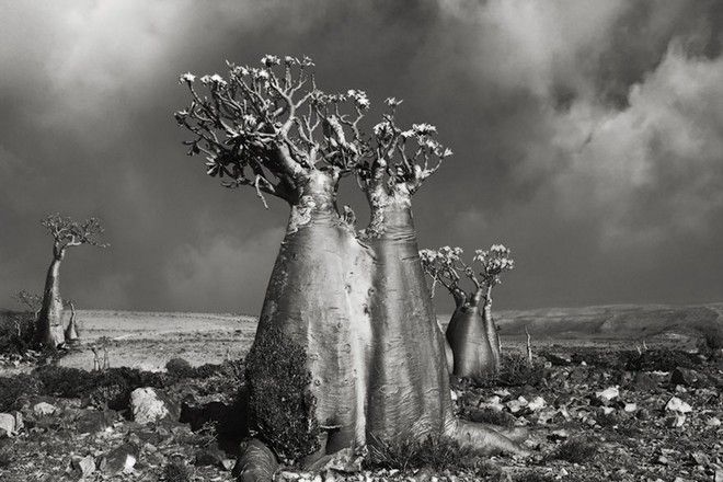 Τα ωραιότερα αιωνόβια δέντρα του κόσμου! 7 tree8
