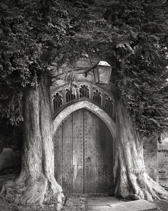 Τα ωραιότερα αιωνόβια δέντρα του κόσμου! 8 tree9