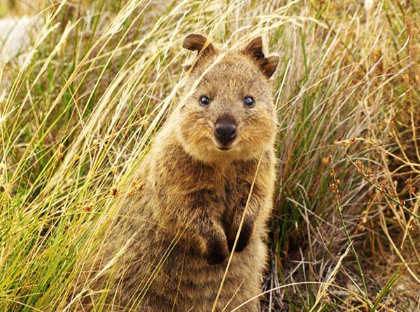 tilestwra.gr - Quokka: Το πιο ευτυχισμένο ζώο στον πλανήτη!