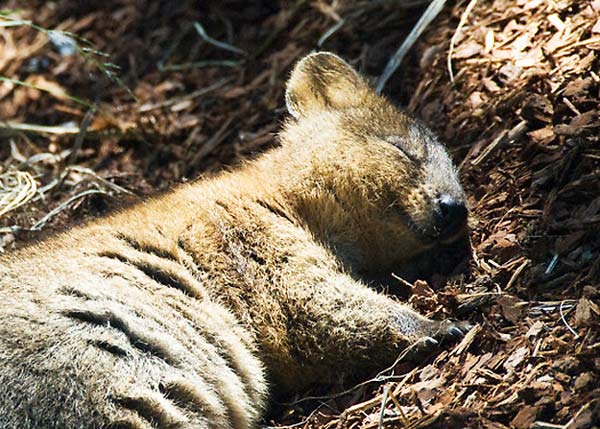 tilestwra.gr - Quokka: Το πιο ευτυχισμένο ζώο στον πλανήτη!