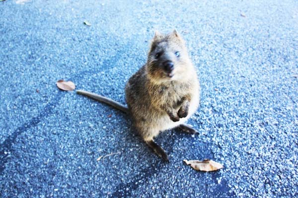 tilestwra.gr - Quokka: Το πιο ευτυχισμένο ζώο στον πλανήτη!