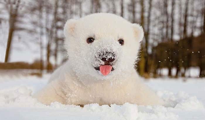 # 1 Ένα μωρό πολική αρκούδα βλέπει χιόνι για πρώτη φορά