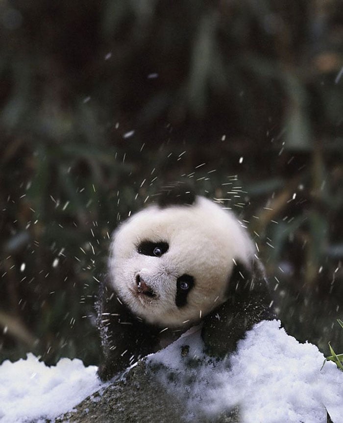 # 6 Ένα Μωρό Panda βλέπει χιόνι