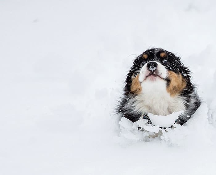 # 9 Ένα κουτάβι τρέχει μέσα στο χιόνι για πρώτη φορά