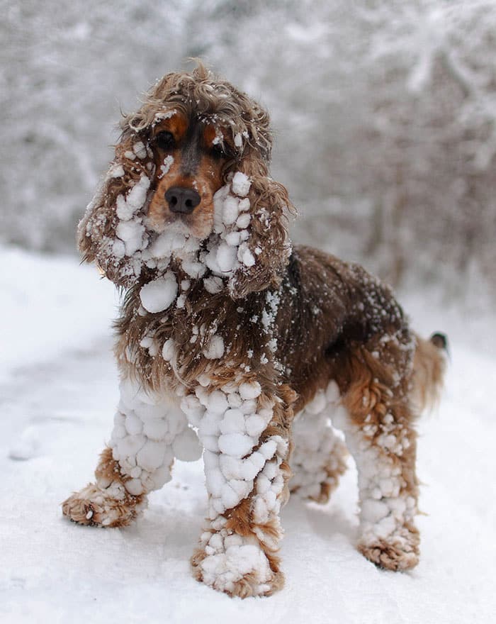 # 10 Η πρώτη μέρα στο χιόνι αυτού του Cocker Spaniel