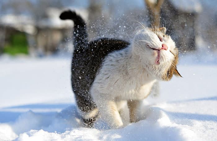 # 13 Αυτή η γατούλα βλέπει για πρώτη φορά χιόνι