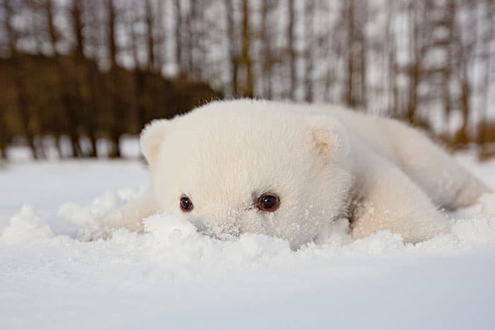 # 1 Ένα μωρό πολική αρκούδα βλέπει χιόνι για πρώτη φορά