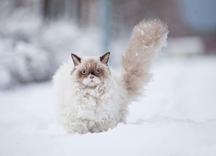 # 2 Αυτή η περσική γάτα ανακαλύπτει το χιόνι