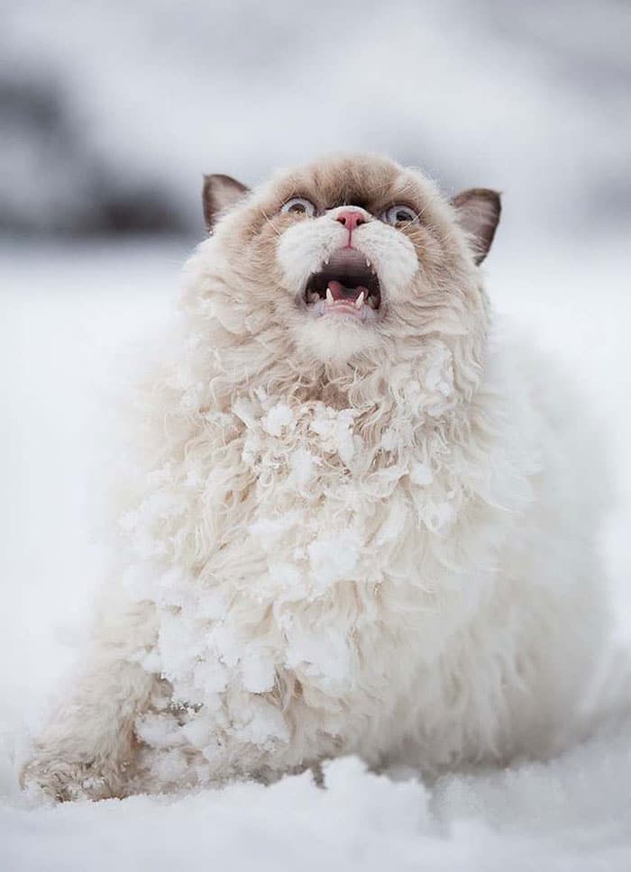# 2 Αυτή η περσική γάτα ανακαλύπτει το χιόνι