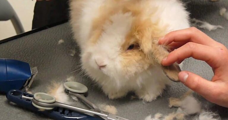 H μεγαλύτερη εταιρεία λιανικής πώλησης μόδας καταργεί τη γούνα ανκορά από τα προϊόντα της