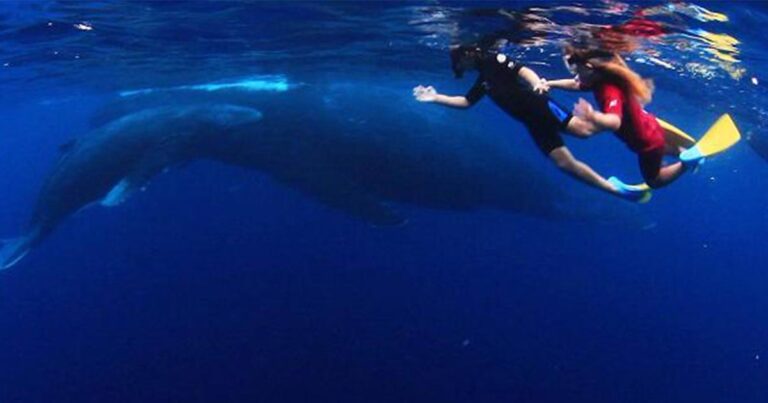 Μια μοναδική φιλία παιδιών με φάλαινες στα 500 μέτρα βάθος!