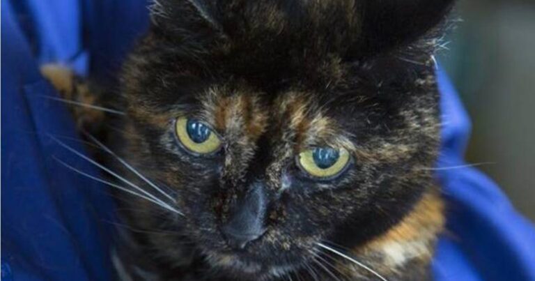 Γνωρίστε την πιο ηλικιωμένη γάτα στον κόσμο!
