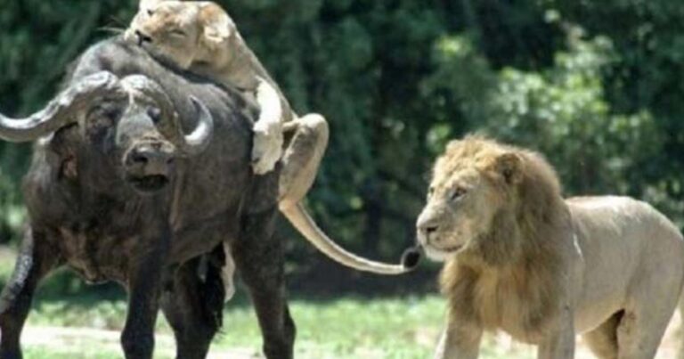 Ίσως μια ακατάλληλη στιγμή για ζευγάρωμα