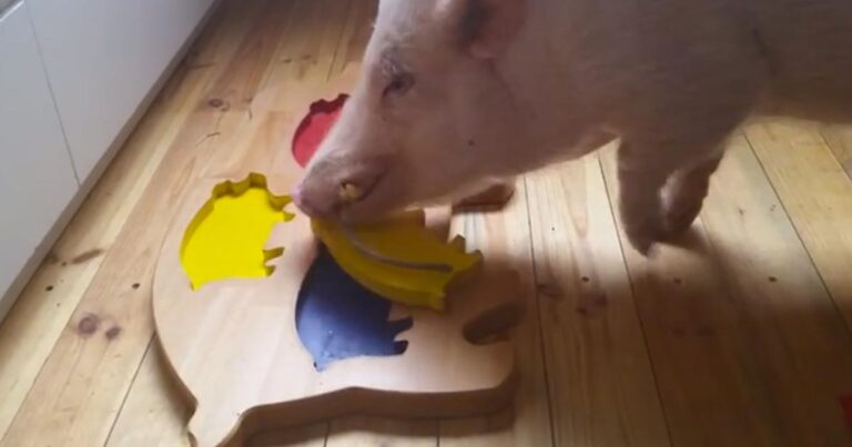 Έδωσε στο γουρουνάκι να του φτιάξει ένα παζλ. Το αποτέλεσμα; Θα σας ξαφνιάσει!