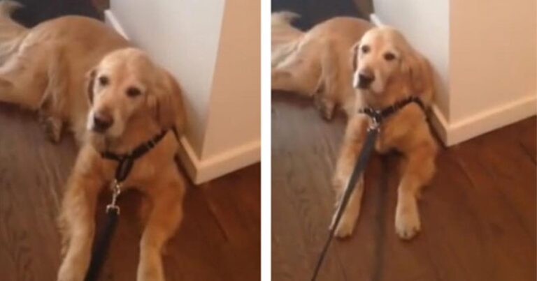 Σκύλος αρνείται να βγει για βόλτα με τον πιο ήρεμο και παθητικό τρόπο (βίντεο)