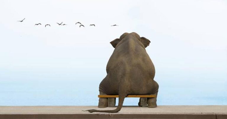 ΑΝΕΚΔΟΤΟ: Η απόπειρα δολοφονίας ενός ελέφαντα