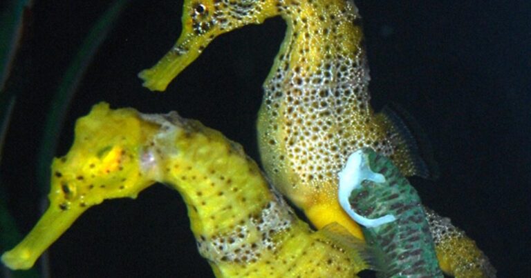 Ο μοναδικός «μπαμπάς» στη γη που… γεννάει τα μωρά του!