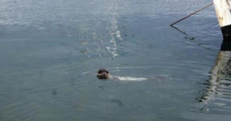 Μικρή φώκια πλατσούριζε στα νερά της Νάξου