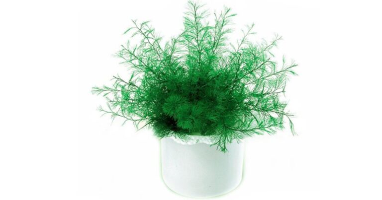 Αυτό το φυτό μπορεί και ζει χωρίς νερό και ήλιο!