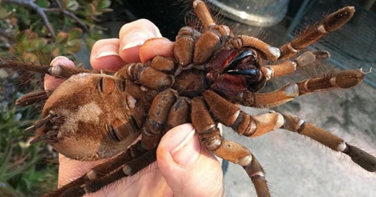 Αυτή είναι η μεγαλύτερη αράχνη στον κόσμο!
