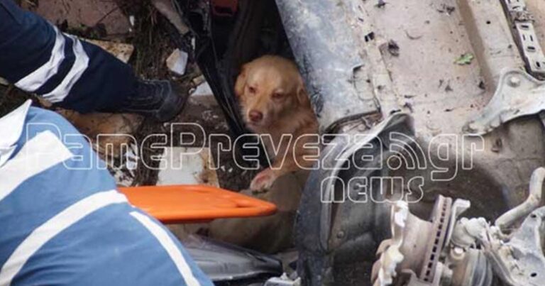 Σκυλάκι αρνιόταν να αφήσει το αφεντικό του που τραυματίστηκε σε τροχαίο