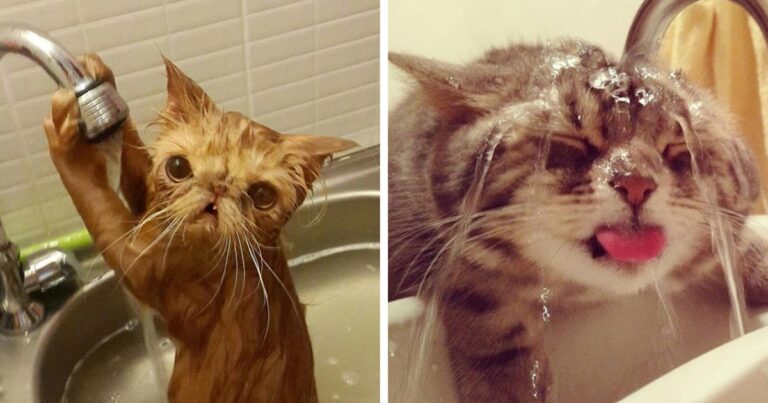 14 θεότρελες γάτες που λατρεύουν το νερό!