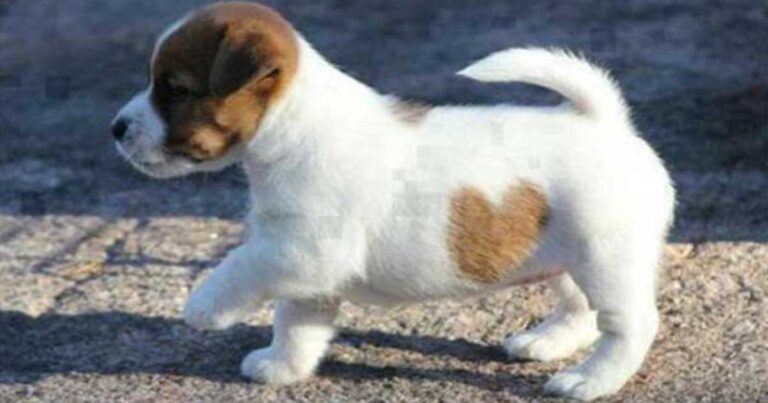 33 μοναδικά σκυλιά με πολύ ασυνήθιστα τριχώματα!