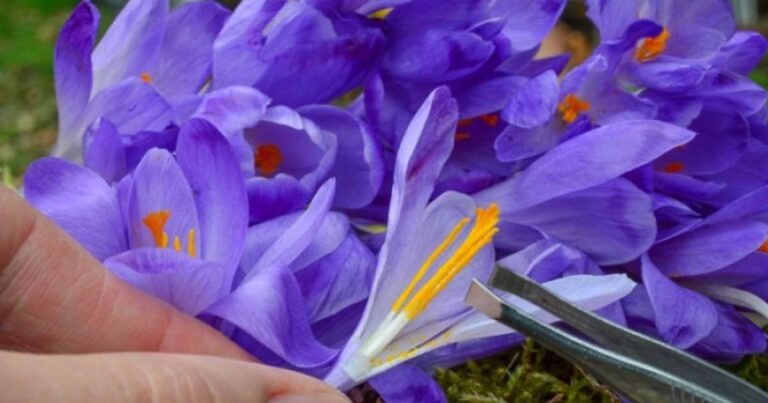 Γιατί το Σαφράν θεωρείται ελιξίριο ζωής;