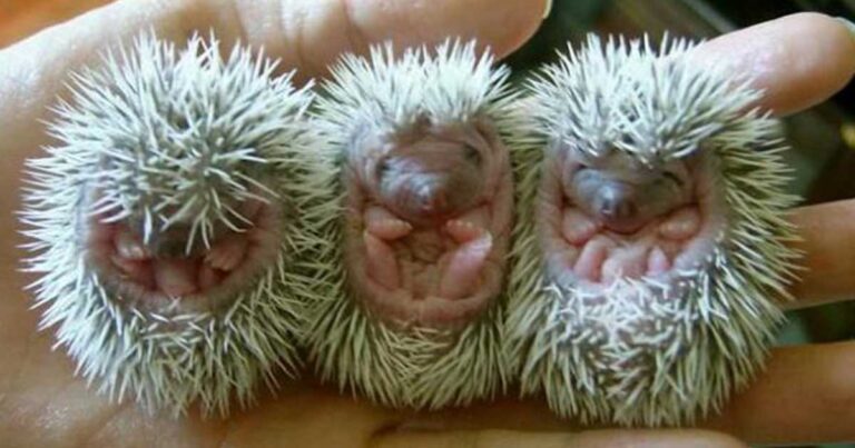 25 απίθανες φωτογραφίες από γλυκύτατους σκαντζόχοιρους!