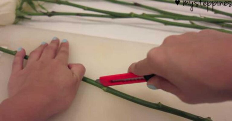 Κόβει σε φέτες ένα τριαντάφυλλο! Το αποτέλεσμα; Πολύ ρομαντικό! (βίντεο)