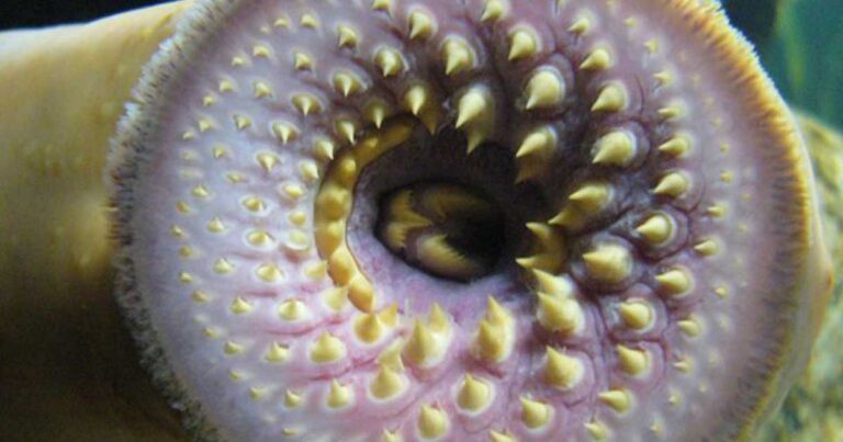 Θαλάσσια πλάσματα με τα πιο… τρομακτικά δόντια που έχετε δει!