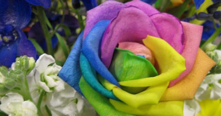 Tριαντάφυλλο ουράνιο τόξο: To πιο πιο όμορφο λουλούδι που έχετε δει