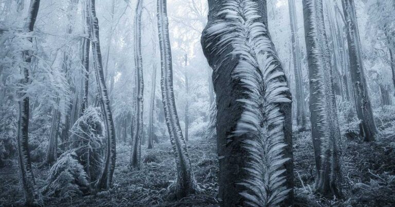 20 από τα πιο μυστήρια αλλά και πανέμορφα δάση πάνω στον πλανήτη!