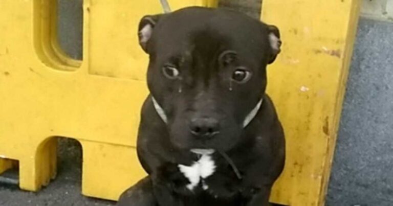 Ο σκύλος που με τα δάρκυα του «έλιωσε» το ίντερνετ παγκοσμίως