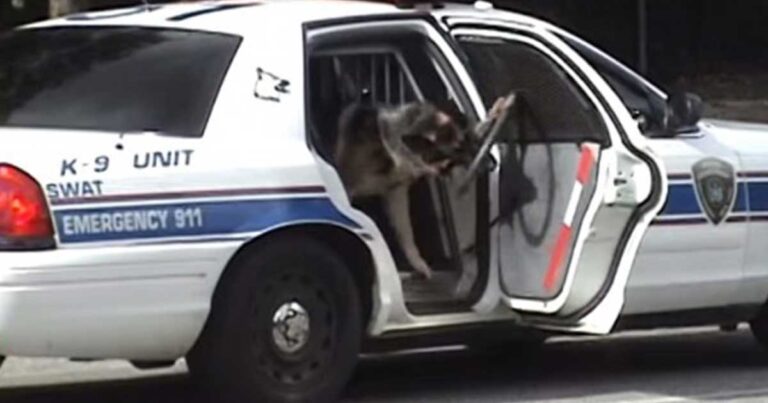 Πανέξυπνος σκύλος της αστυνομιας ανοίγει και κλείνει μόνος του την πόρτα περιπολικού!