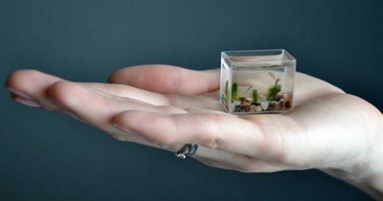 Δείτε το μικρότερο ενυδρείο στον κόσμο!