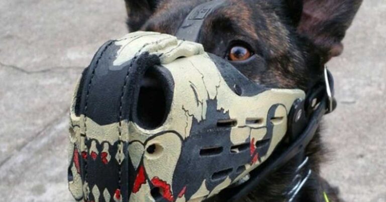 Φωτογραφίες από φίμωτρα με πολύ χιούμορ!