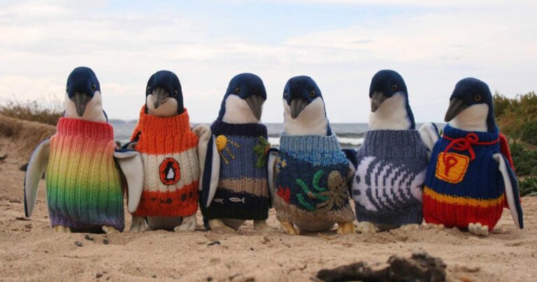 O γηραιότερος άνθρωπος της Αυστραλίας πλέκει πουλοβεράκια για τραυματισμένους πιγκουίνους!