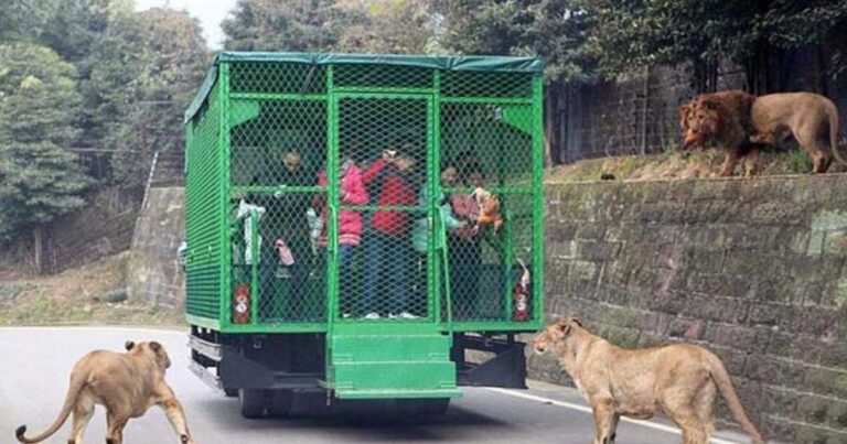 Ένας ζωολογικός κήπος στην Κίνα αντιστρέφει τους ρόλους!