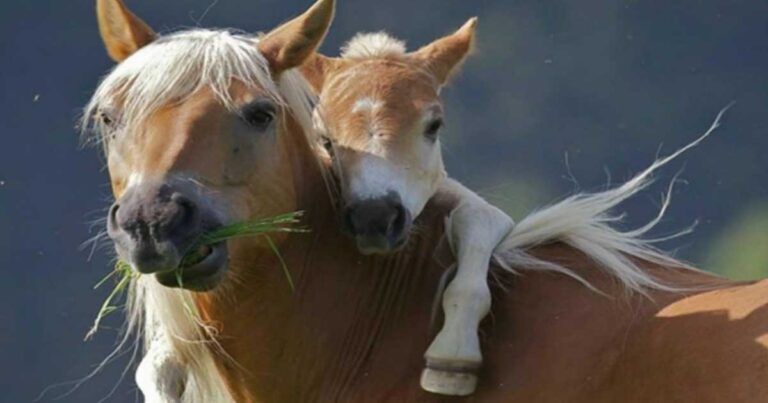 16 όμορφες εικόνες με ζώα που γνωρίζουν πολύ καλά τι είναι αγάπη!