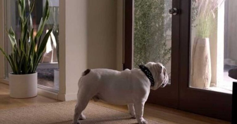 Η απόδειξη ότι ο σκύλος είναι ο καλύτερος φίλος του ανθρώπου (βίντεο)