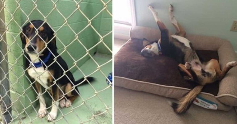 Φωτογραφίες με σκύλους πριν και μετά την υιοθεσία τους που θα σας κάνουν να χαμογελάσετε!