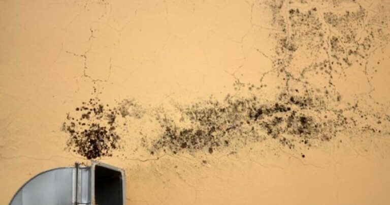 H μούχλα στο σπίτι είναι μία σοβαρή απειλή για την υγεία!