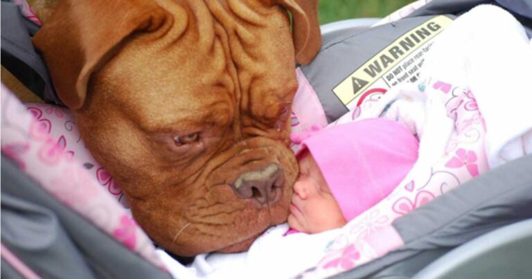 22 αξιολάτρευτες φωτογραφίες με γιγάντιους σκύλους και πανέμορφα μωράκια!