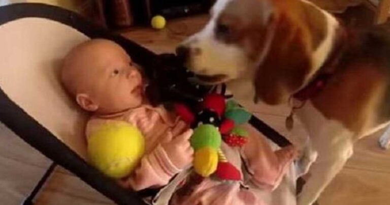 Ένας σκύλος δείχνει την αγάπη του σε ένα μωράκι με τον πιο τρυφερό τρόπο! (βίντεο)