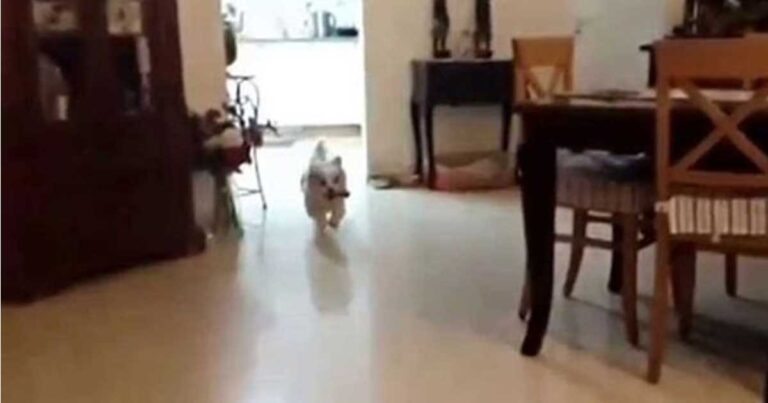 Ένας αξιολάτρευτος σκύλος πάει να ανέβει στο καναπέ και… (βίντεο)