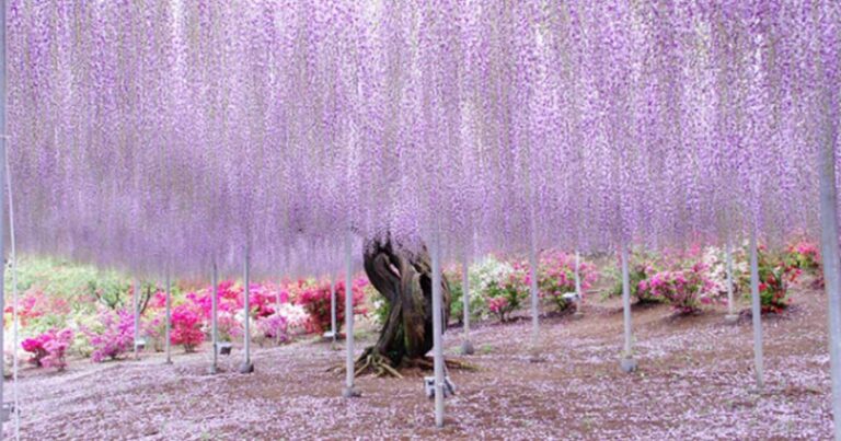 Το φυτό που είναι 144 ετών και μετατρέπει τον ουρανό σε μια ροζ υπερπαραγωγή!