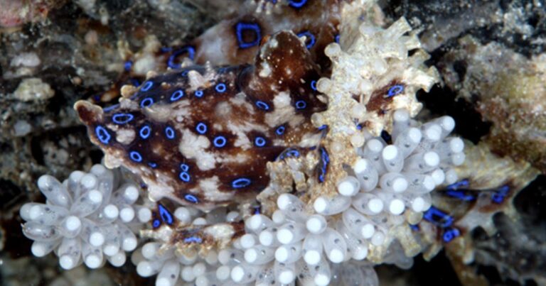 Απίθανο βίντεο από την γέννηση μικρών χταποδιών!