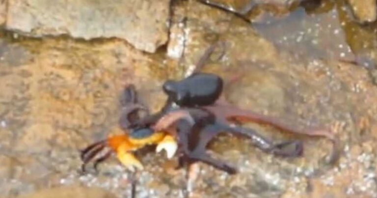 Μια διαφορετική μονομαχία μεταξύ ενός καβουριού και ενός χταποδιού! Ποιος βγήκε νικητής; (βίντεο)