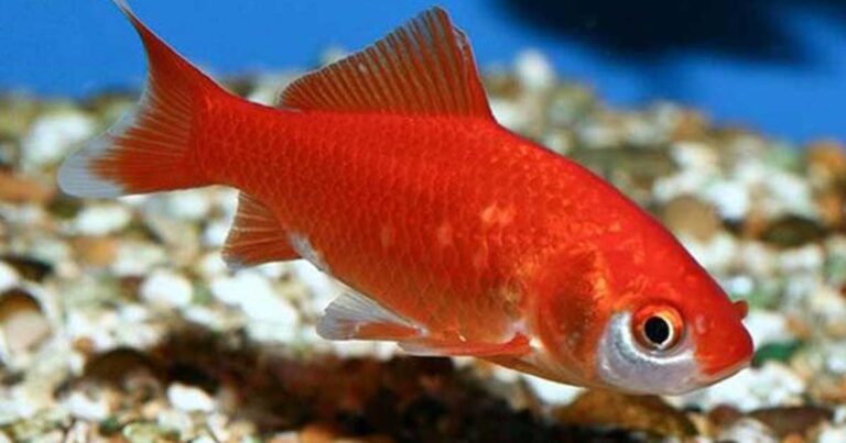 10 αστικοί μύθοι που συνεχίζουν πολλοί να πιστεύουν αλλά δεν ισχύουν